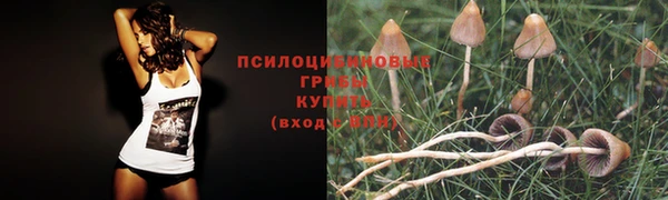 apvp Алзамай